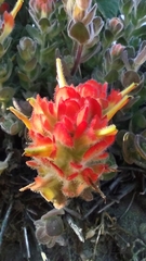 Castilleja mendocinensis