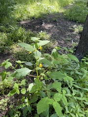 Impatiens noli-tangere