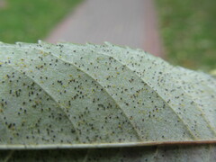Phyllactinia fraxini