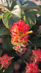 Castilleja mendocinensis