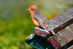 Pyrocephalus rubinus