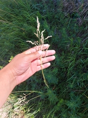 Poa pratensis