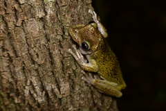 Triprion spatulatus
