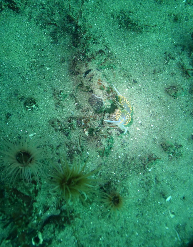 brown spiny doris