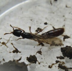 Acanthostichus texanus