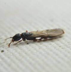 Acanthostichus texanus