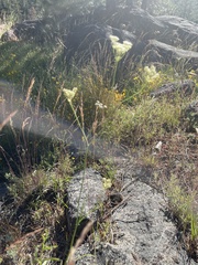 Perideridia lemmonii