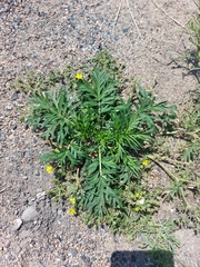 Potentilla tergemina