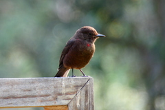 Pyrocephalus rubinus