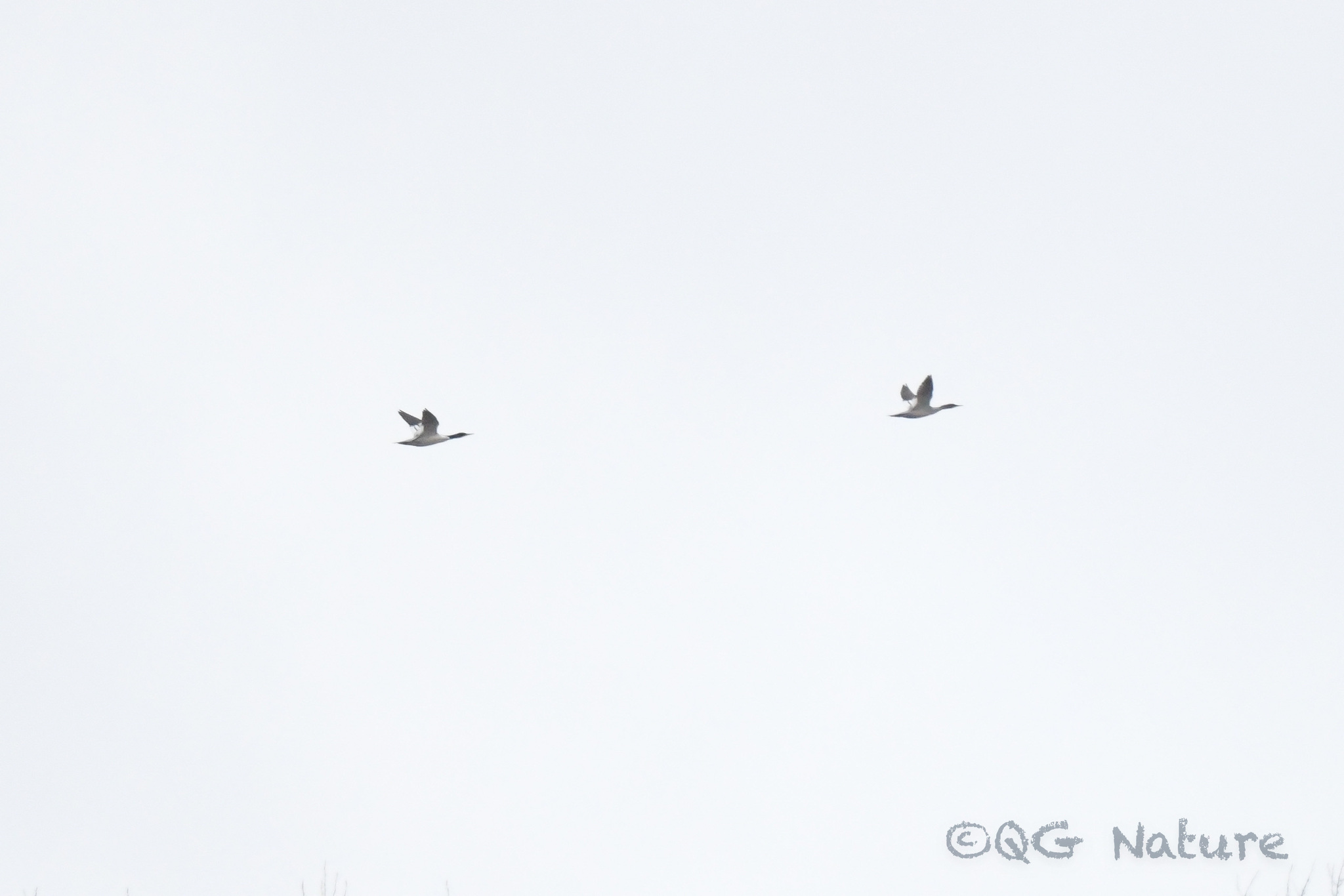 Scaly-sided Merganser