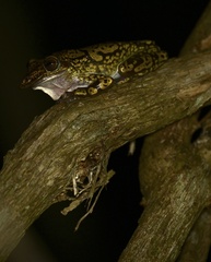 Triprion spatulatus