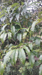 Prunus cornuta