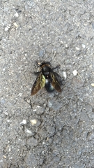 Xylocopa tranquebarorum