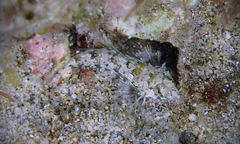 Synchiropus rosulentus