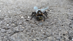 Xylocopa tranquebarorum