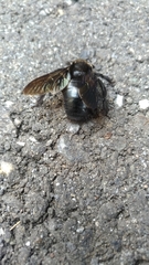 Xylocopa tranquebarorum