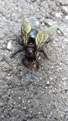 Xylocopa tranquebarorum