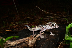 Coleonyx