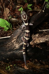 Coleonyx