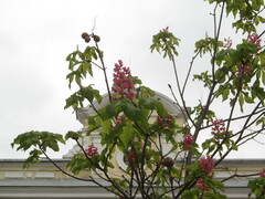 Aesculus × carnea