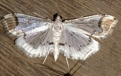 Pycnarmon leucinodalis