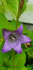 Chelostoma rapunculi