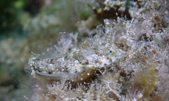 Synchiropus rosulentus
