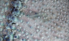 Zenopontonia soror