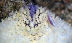 Zenopontonia soror