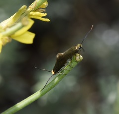 Micropterigidae