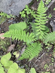 Athyrium filix-femina