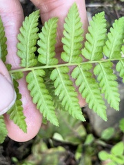 Athyrium filix-femina