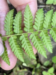 Athyrium filix-femina
