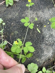 Potentilla centigrana