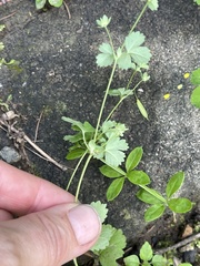 Potentilla centigrana