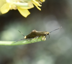 Micropterigidae