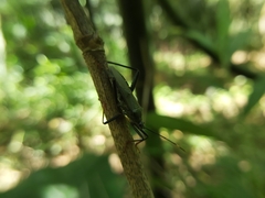 Notobitus meleagris
