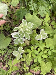 Aegopodium podagraria