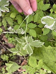 Aegopodium podagraria