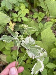 Aegopodium podagraria