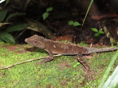 Anolis johnmeyeri