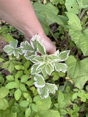 Aegopodium podagraria