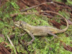 Anolis amplisquamosus