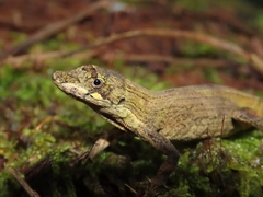 Anolis amplisquamosus