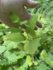 Impatiens noli-tangere