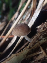Pluteus minor
