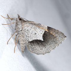 Sericosema simularia