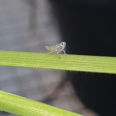 Megophthalminae