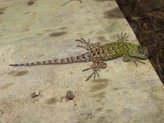 Sceloporus schmidti