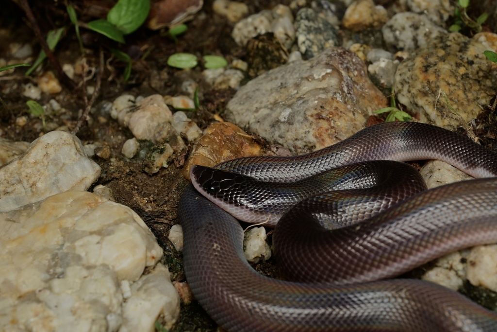 Mexican Burrowing Python in June 2022 by geomamba · iNaturalist